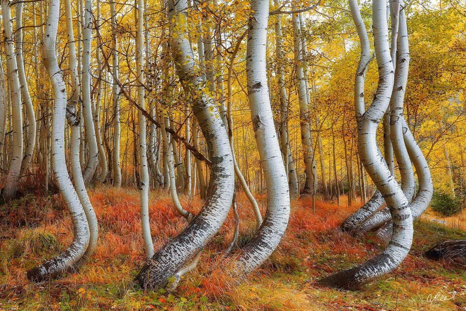 Fine art wall art print of twisted aspen trees in autumn, white trunks curving through golden leaves and grasses.”