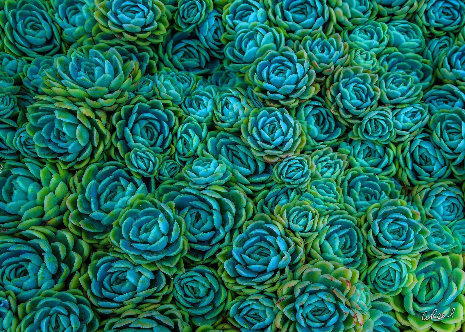 Bluish Green photo Succulent, Abstract, Fine Art, Limited Edition, Green, Blue, San Francisco, California, photo