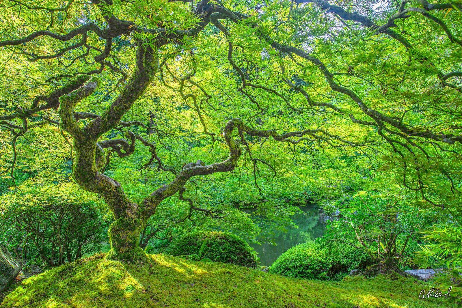 The Green Dragon photo portland, Oregon, fine art, limited edition, dragons breath, Aaron Reed, Japanese Maple, Tree Of Life, , photo