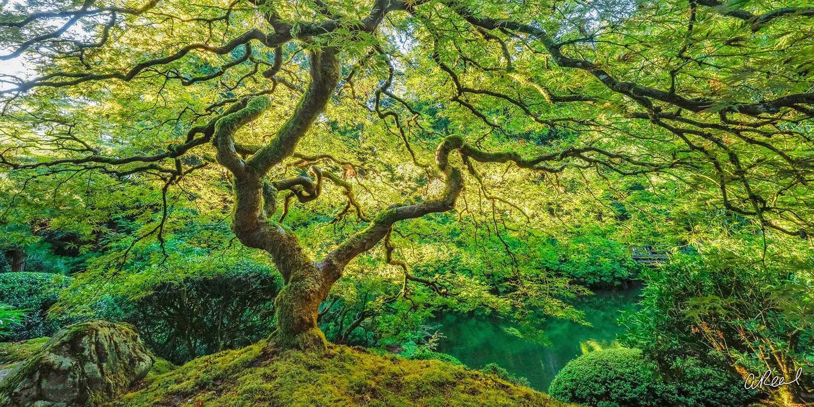 Static Panoramic photo portland, Oregon, fine art, limited edition, dragons breath, Aaron Reed, Japanese Maple, Tree Of Life, , photo