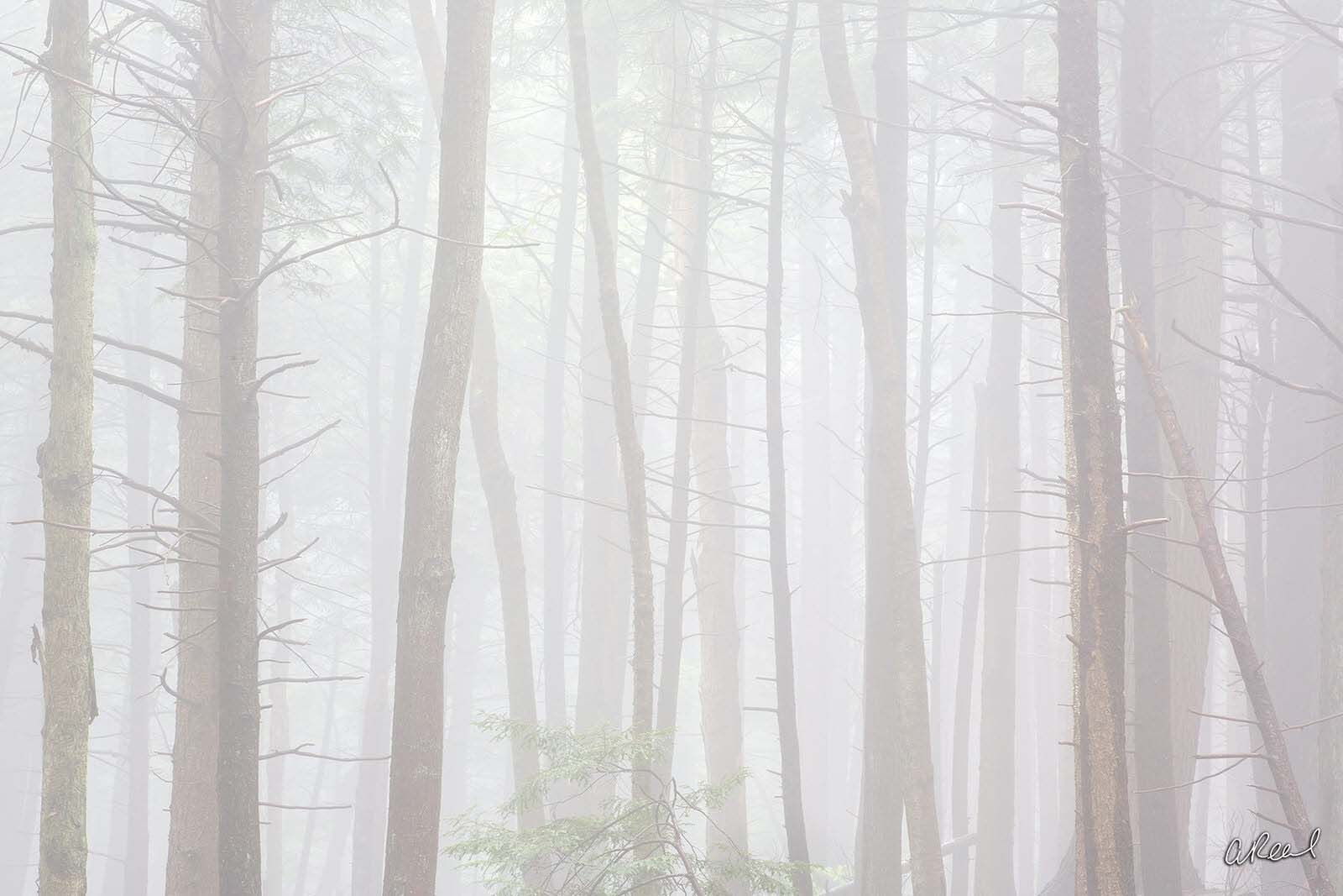 The Hush photo Fog, Trees, Hush, Fine Art, Limited Edition, , photo