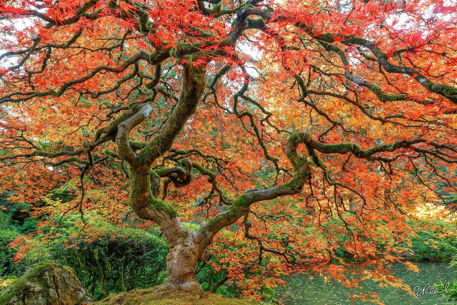 The Living photo dragon, tree, life, limited, fine art, Japanese maple tree, Portland, Oregon, Japanese Garden, , photo