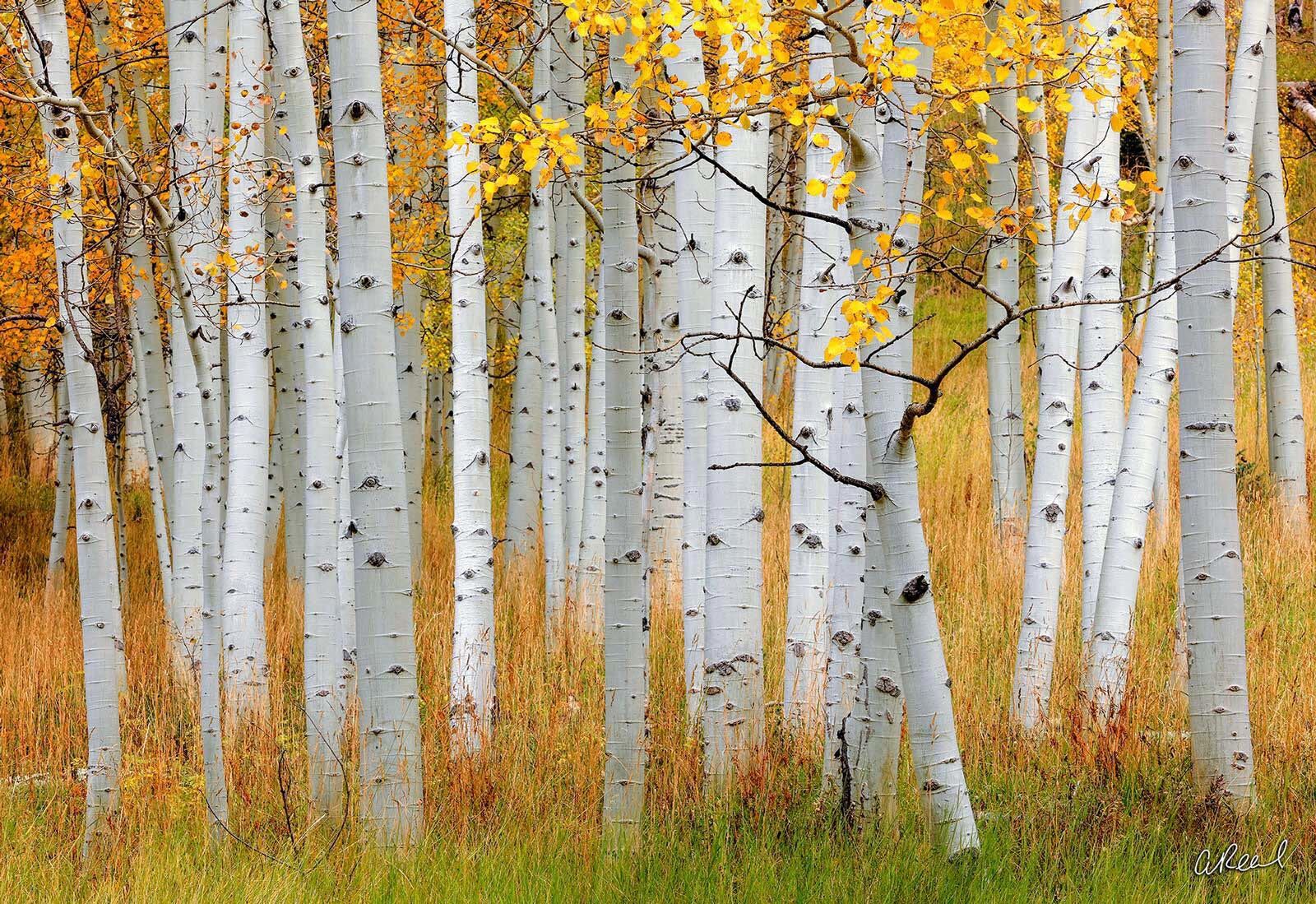 Maroon Bells Aspen Tree Photography For Sale | Fine Art Prints By