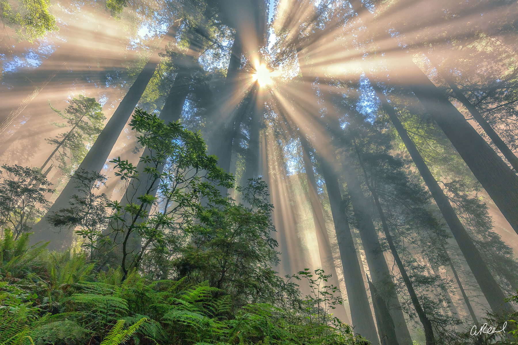 YellowKorner Photography & Galleries | Fine Art Prints By Aaron Reed
