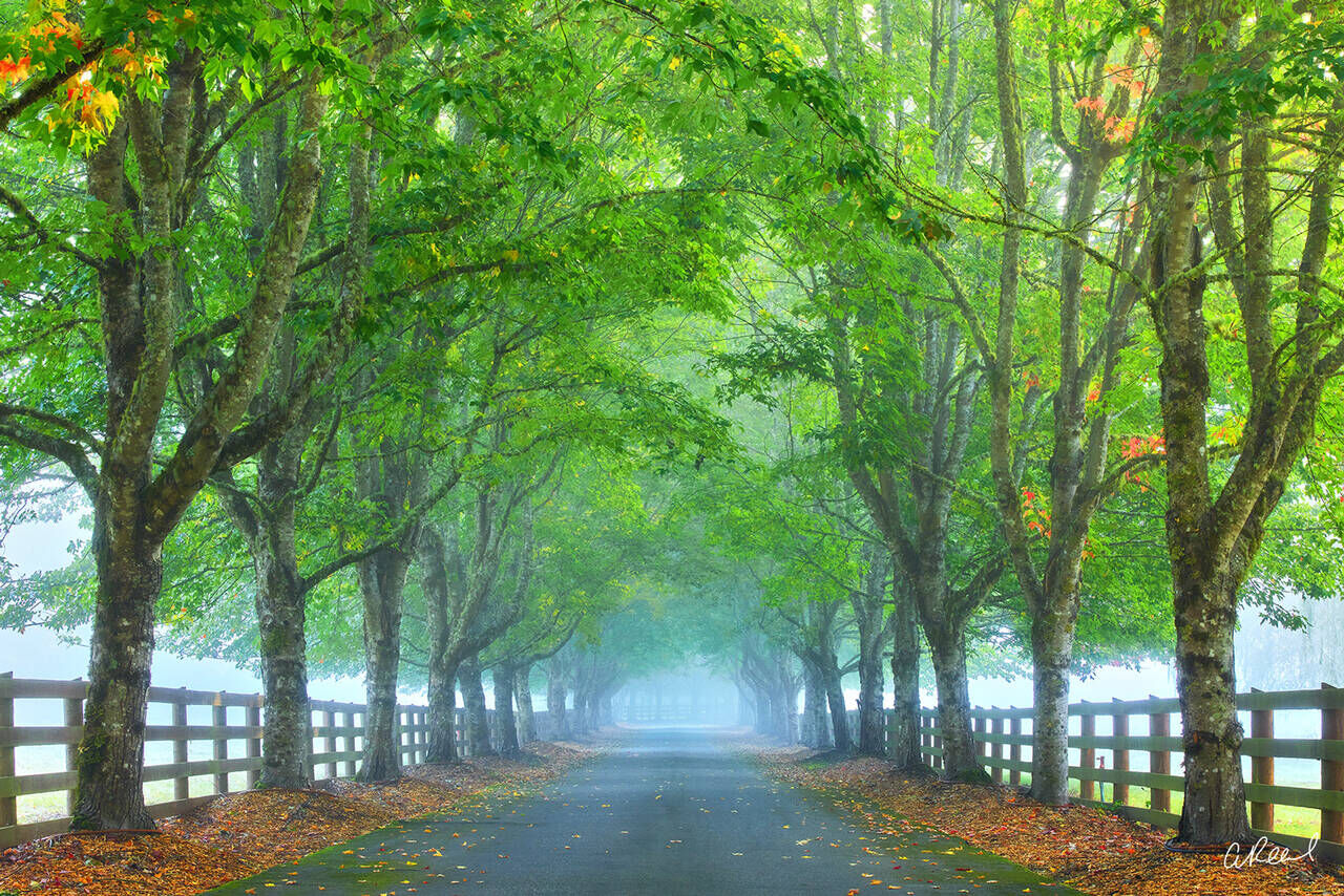 https://www.aaronreedphotography.com/images/xl/misty-tree-avenue-photography.jpg